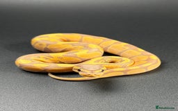 Python Snake reptiles for sale: Beautiful Ball Python Babies - Image 1