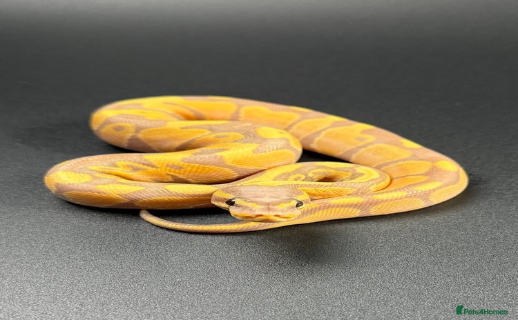 Python Snake reptiles - Advert 1