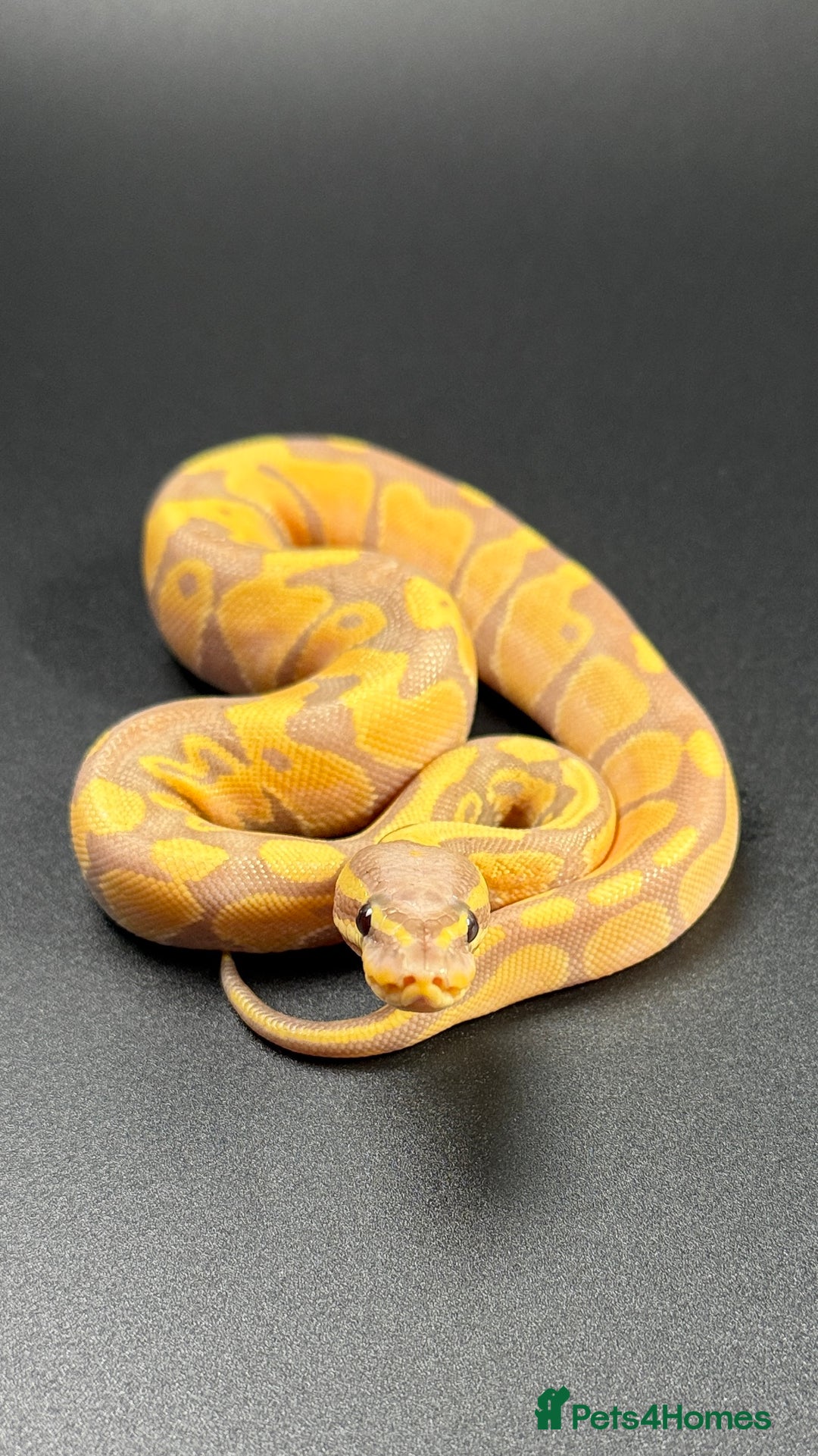 Python Snake reptiles for sale: Beautiful Ball Python Babies - Image 1