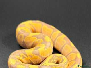 Python Snake reptiles - Advert 34