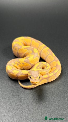 Python Snake reptiles - Advert 8
