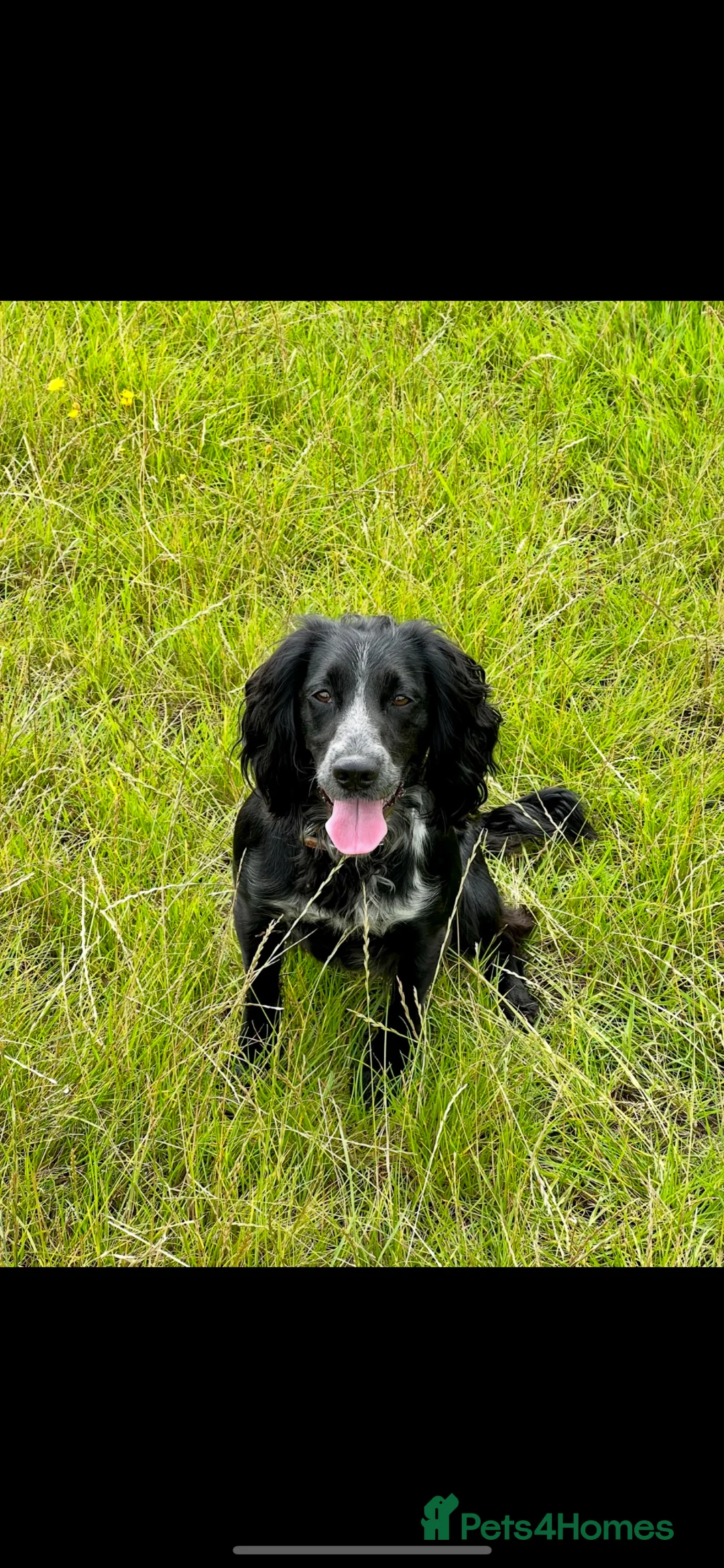 Cocker Spaniel dogs for sale: 4 and a half year old cocker spaniel for sale in Milton Keynes - Advert 2