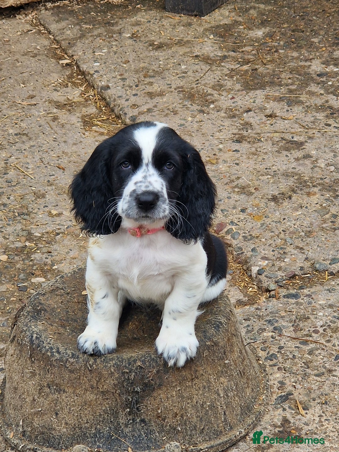 Mixed Breed dogs for sale: Basset X Springer puppies  - Image 2