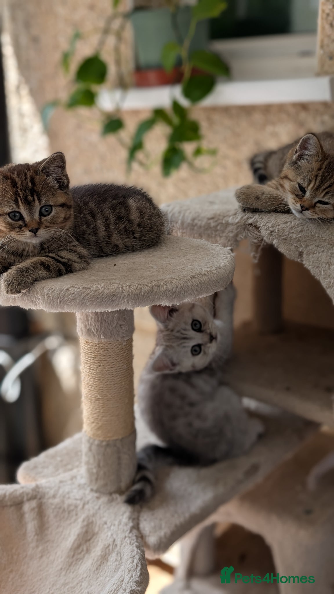 Mixed Breed cats for sale: Stunning TeddyBear Persian Chinchilla x BSH girls  - Advert 9