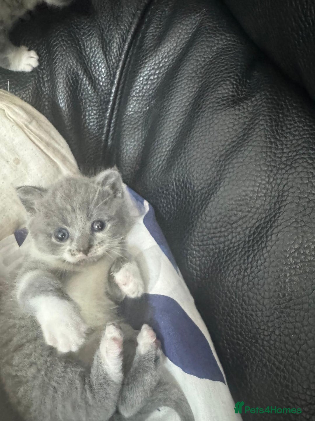 British Shorthair cats for sale: British short hair cross kittens for sale - Image 2