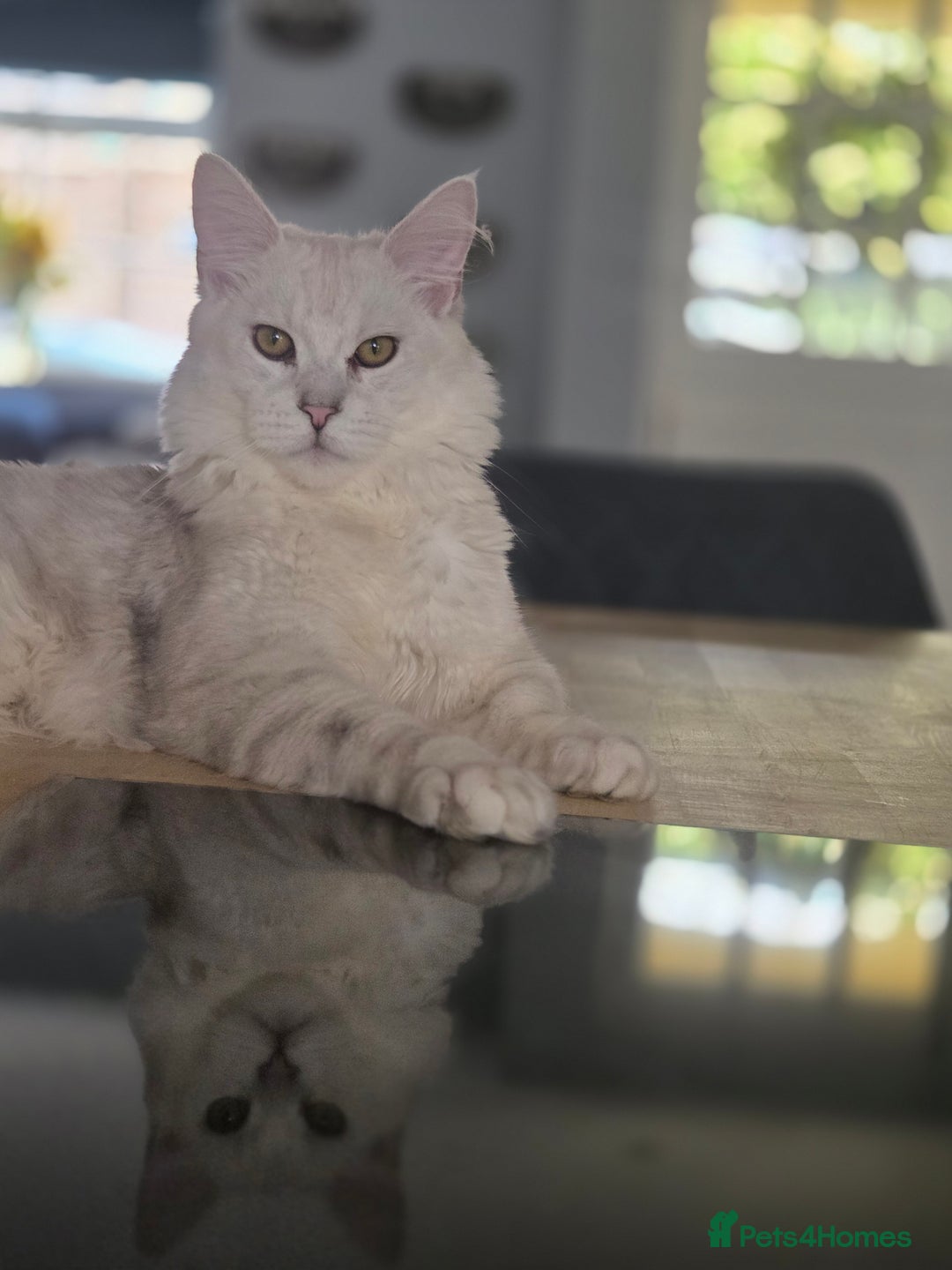 Maine Coon cats for sale: White silver shaded maine coon - Advert 3