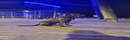 Cane Corso dogs for sale: 19 months Cane Corso male  in Bournemouth - Advert 4