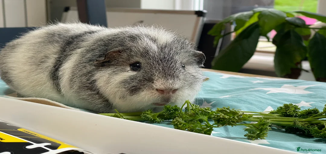 Gallery Image {{count}}