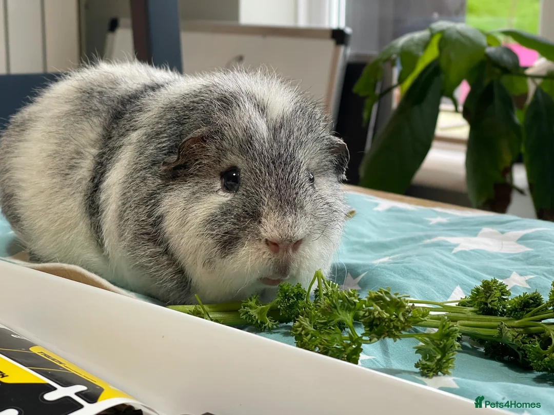 Gallery Image {{count}}