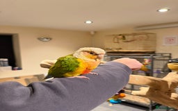 Budgerigars birds for sale: Beautiful Super conure  - Advert 4