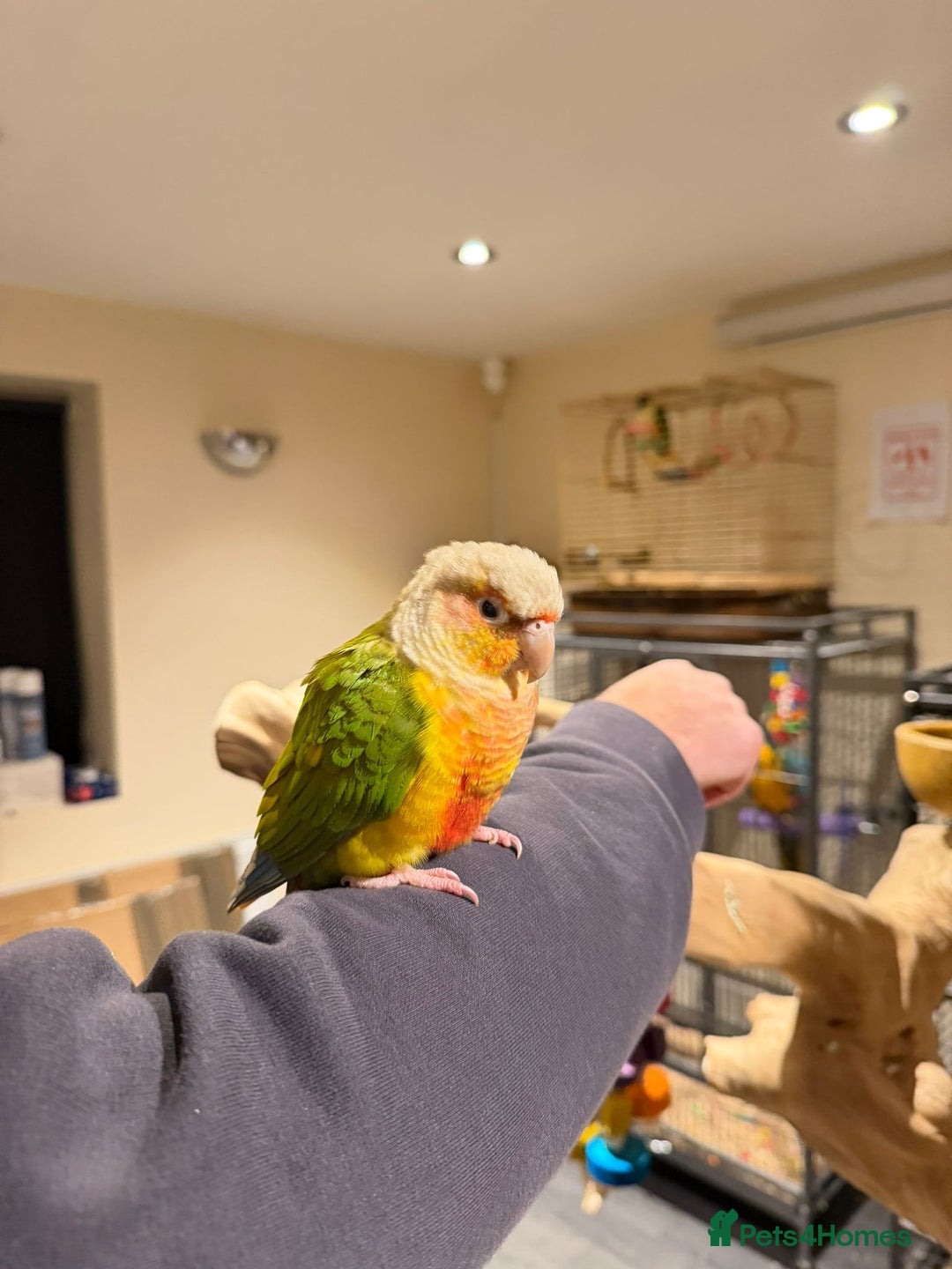 Budgerigars birds for sale: Beautiful Super conure  - Advert 4