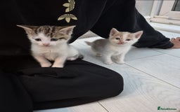 Mixed Breed cats for sale: 6 beautiful kittens (3 male, 3 females) for sale - Image 8