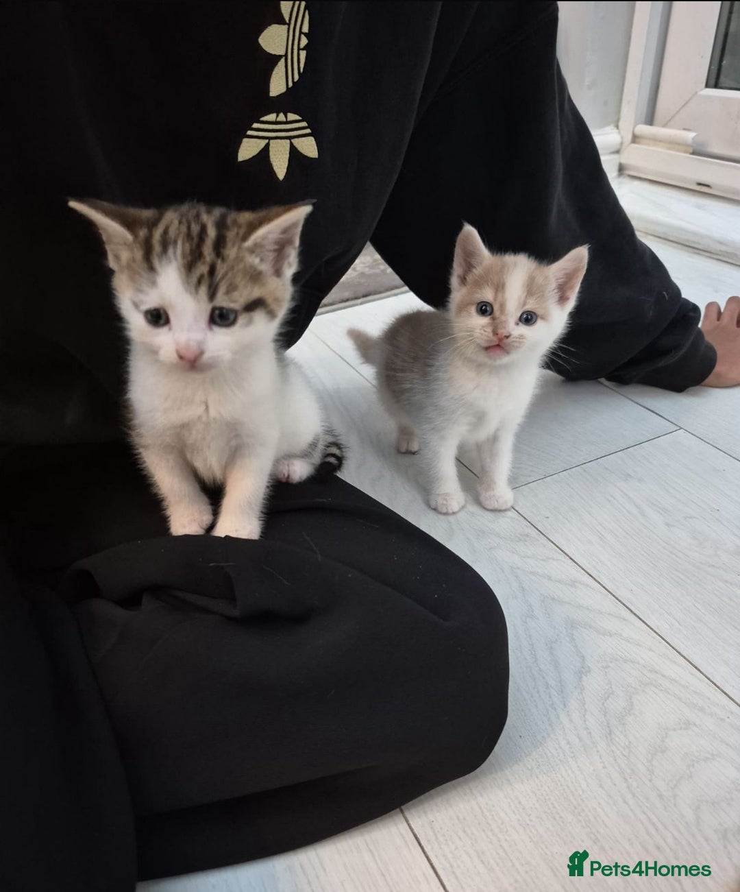 Mixed Breed cats for sale: 6 beautiful kittens (3 male, 3 females) for sale - Image 8