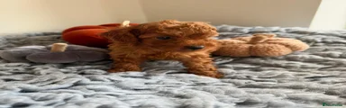 Toy Poodle 3