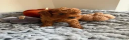 Toy Poodle dogs for sale: Stunning toy poodle puppies  - Advert 5