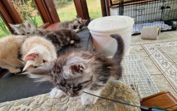 Maine Coon cats for sale: Stunning Maine Coon kittens - Image 22