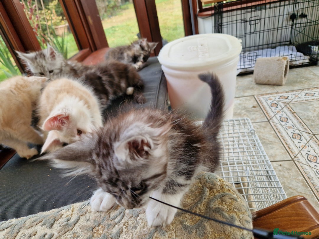 Maine Coon cats for sale: Stunning Maine Coon kittens - Image 22
