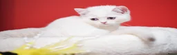 Scottish Fold cats for sale: Scottish fold and straight girls - Advert 19