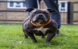 American Bully dogs for sale: ABCK pocket bully ( getting blood) - Image 2