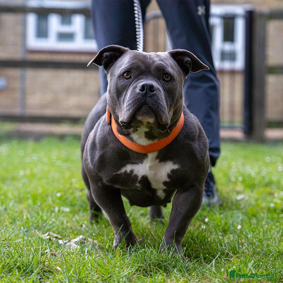 American Bully dogs for sale: ABCK pocket bully ( getting blood) - Image 2