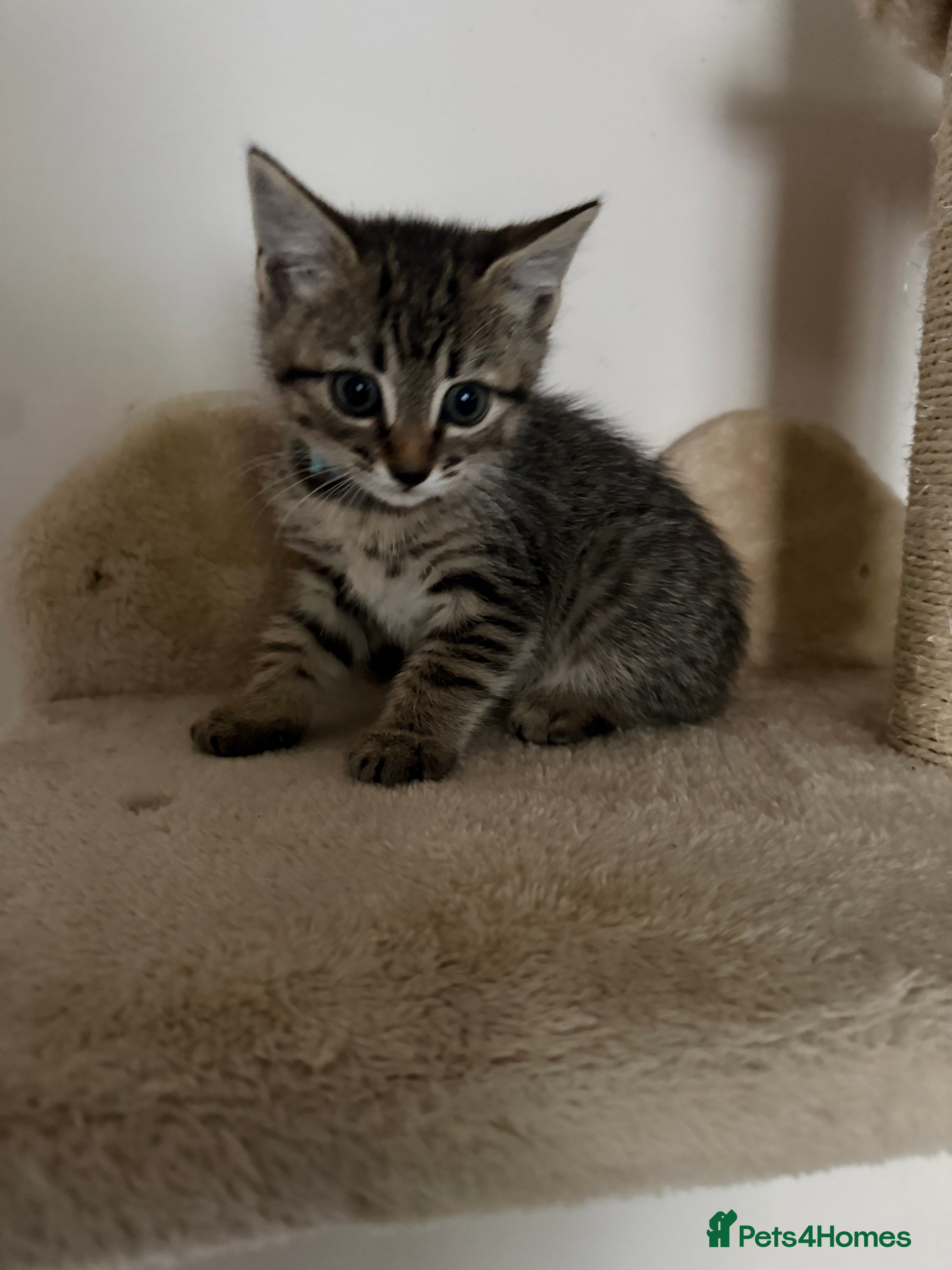 Mixed Breed cats 1 Gorgeous Tabby Boy left 💙 - Advert 5
