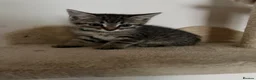 Mixed Breed cats for sale: 3 Gorgeous Tabby Boys available - Advert 25