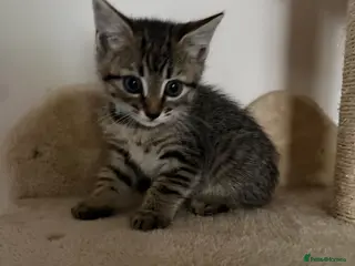 Mixed Breed cats 1 Gorgeous Tabby Boy left 💙 - Advert 5