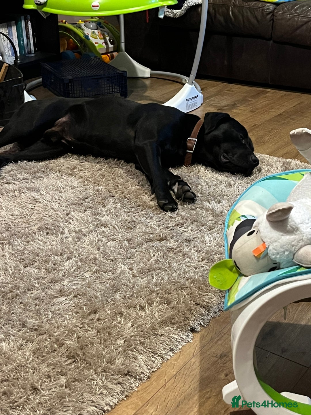 Mixed Breed dogs for sale: Male Labrador X American bulldog  - Advert 2