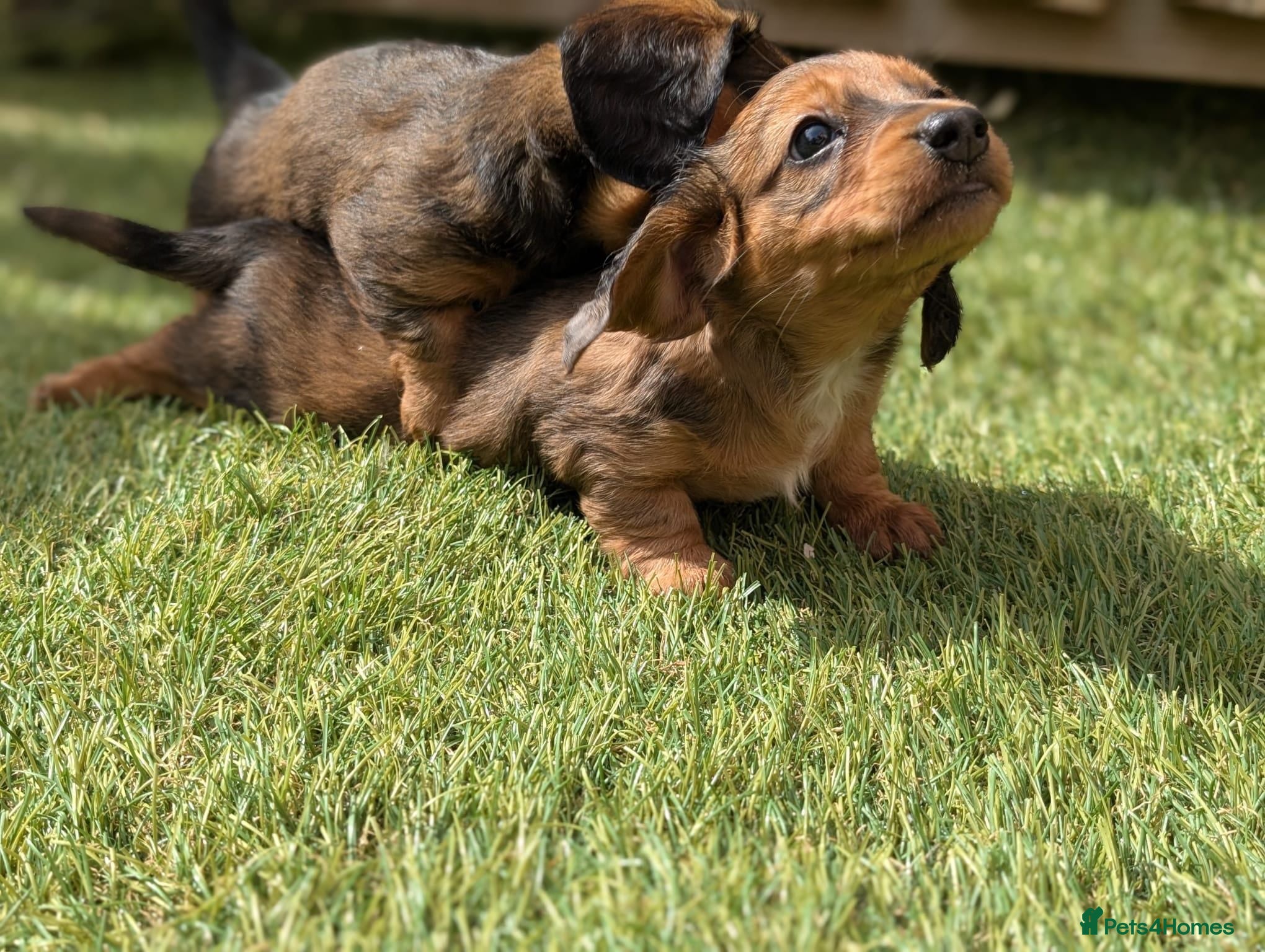 Miniature Dachshund dogs Miniature Dachshund Girls Ready This Sunday - Advert 2