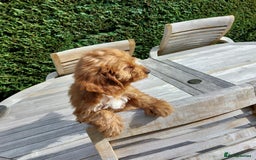 Cockapoo dogs for sale: F1 fox red cockerpoo puppies  - Image 13