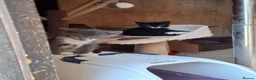 Mixed Breed cats for sale: Kittens, grey and white, black in Chelmsford - Advert 12