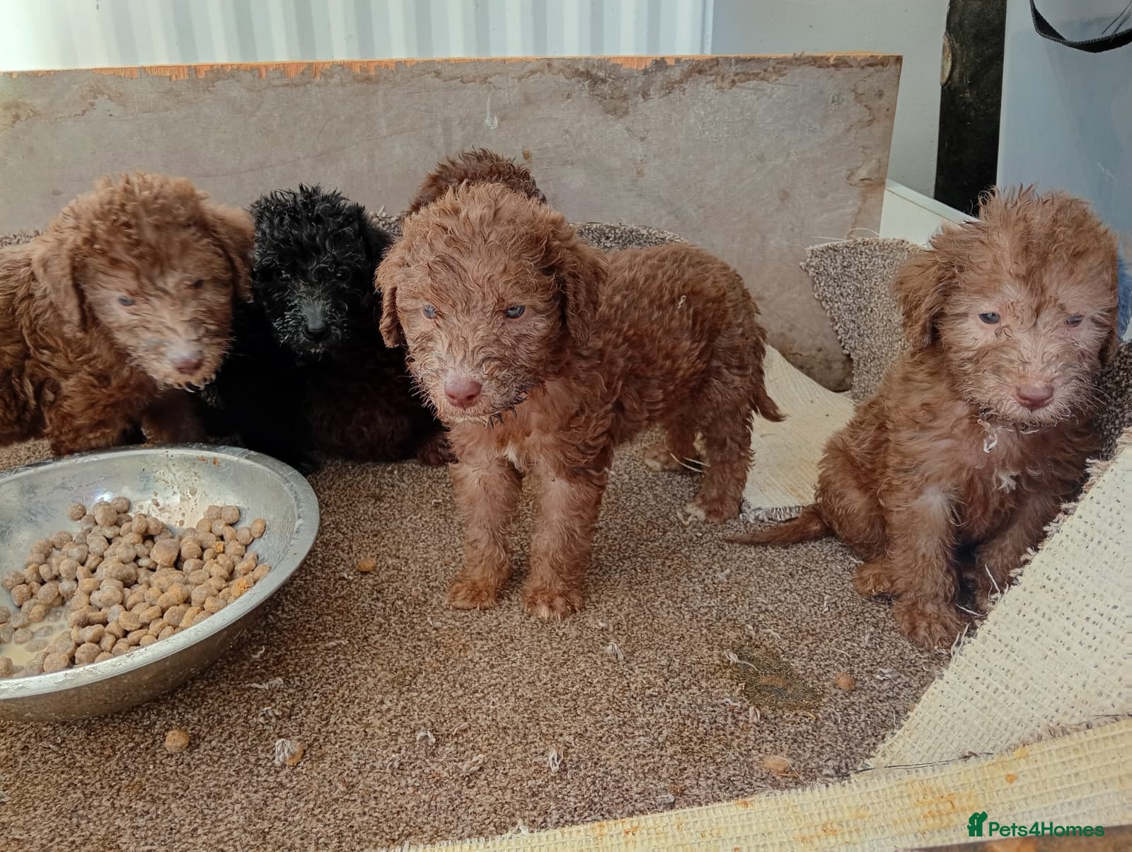 Bedlington Terrier dogs Beddlington terrier pups for sale - Advert 3