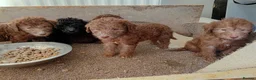Bedlington Terrier dogs for sale: Beddlington terrier pups for sale - Advert 5