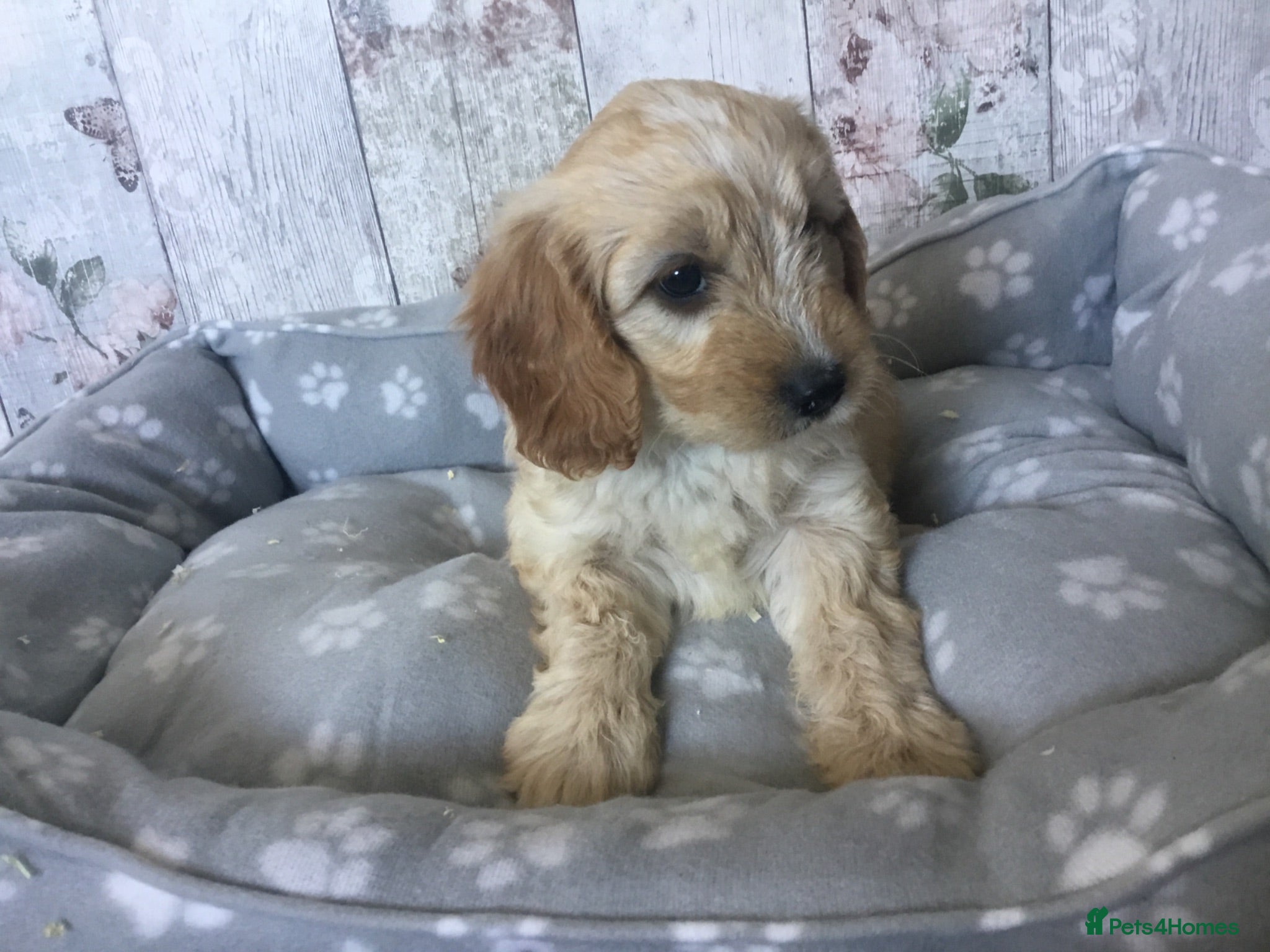 Mixed Breed dogs Adorable Cockalierpoo pups ( so cute) - Advert 2