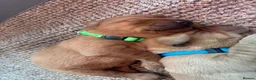 Labrador Retriever dogs for sale: Dark fox red Labrador Retriever Puppies For Sale  in Corwen - Advert 18