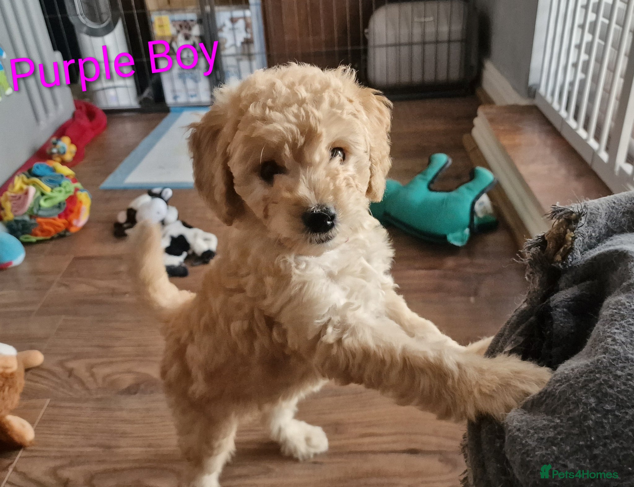 Mini Goldendoodle dogs READY NOW Miniature Goldendoodle Puppies F1B  - Advert 1