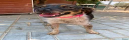 Mixed Breed dogs for adoption: Charming Chelsy in Fleet - Advert 5