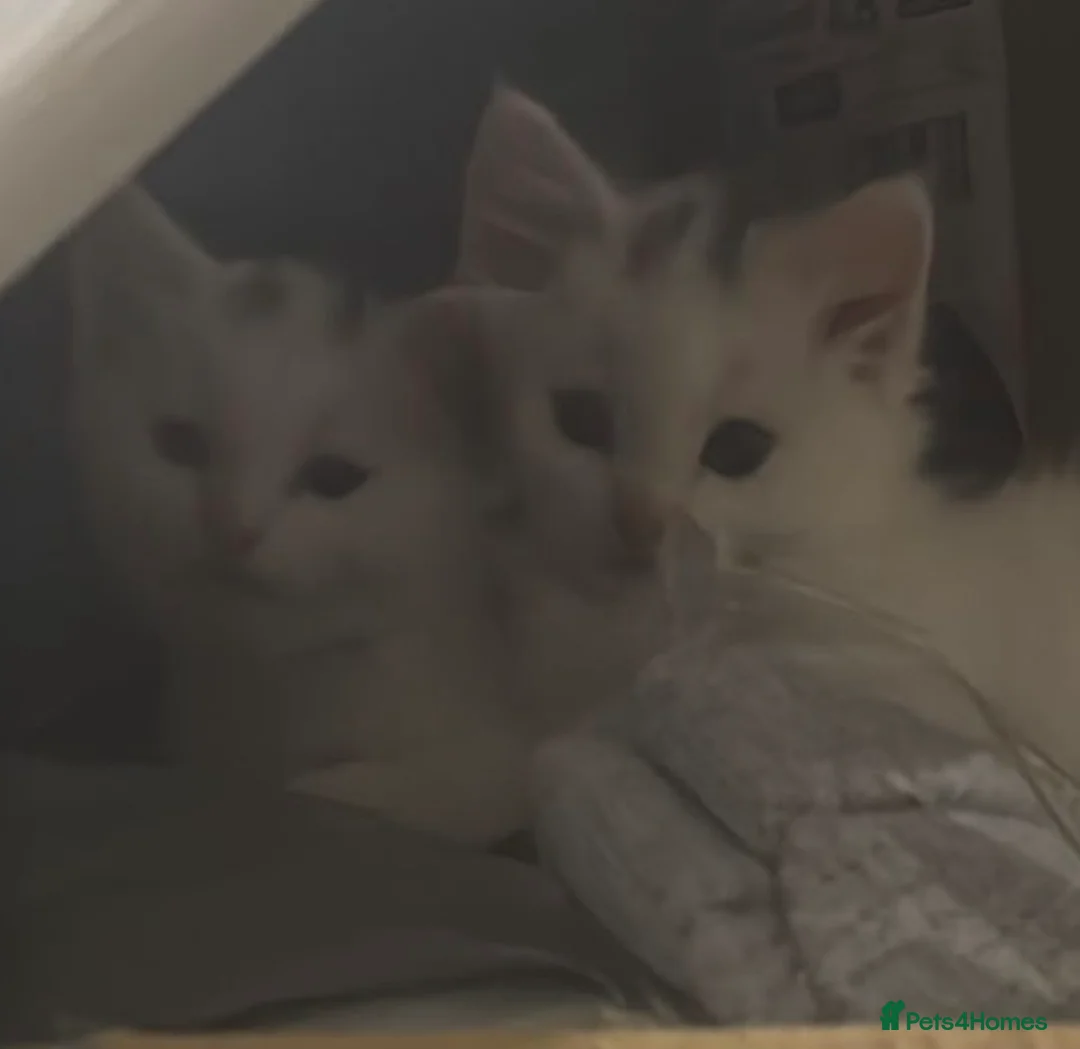 Mixed Breed cats for sale: Gorgeous friendly kittens ready to go now - Advert 2