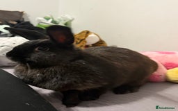 Mini Lop rabbits for sale: Rabbits to rehome - Image 6