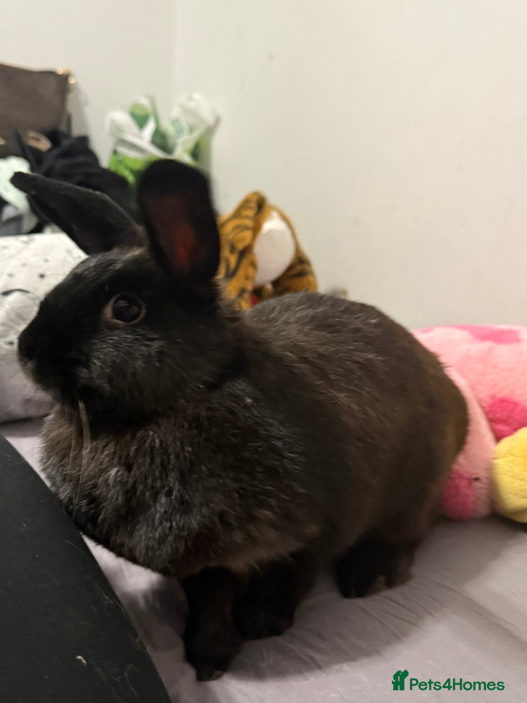 Mini Lop rabbits for sale: Rabbits to rehome - Image 6