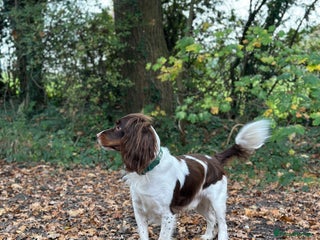 English Springer Spaniel dogs in Horsham - Advert 2