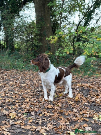 English Springer Spaniel dogs in Horsham - Advert 1