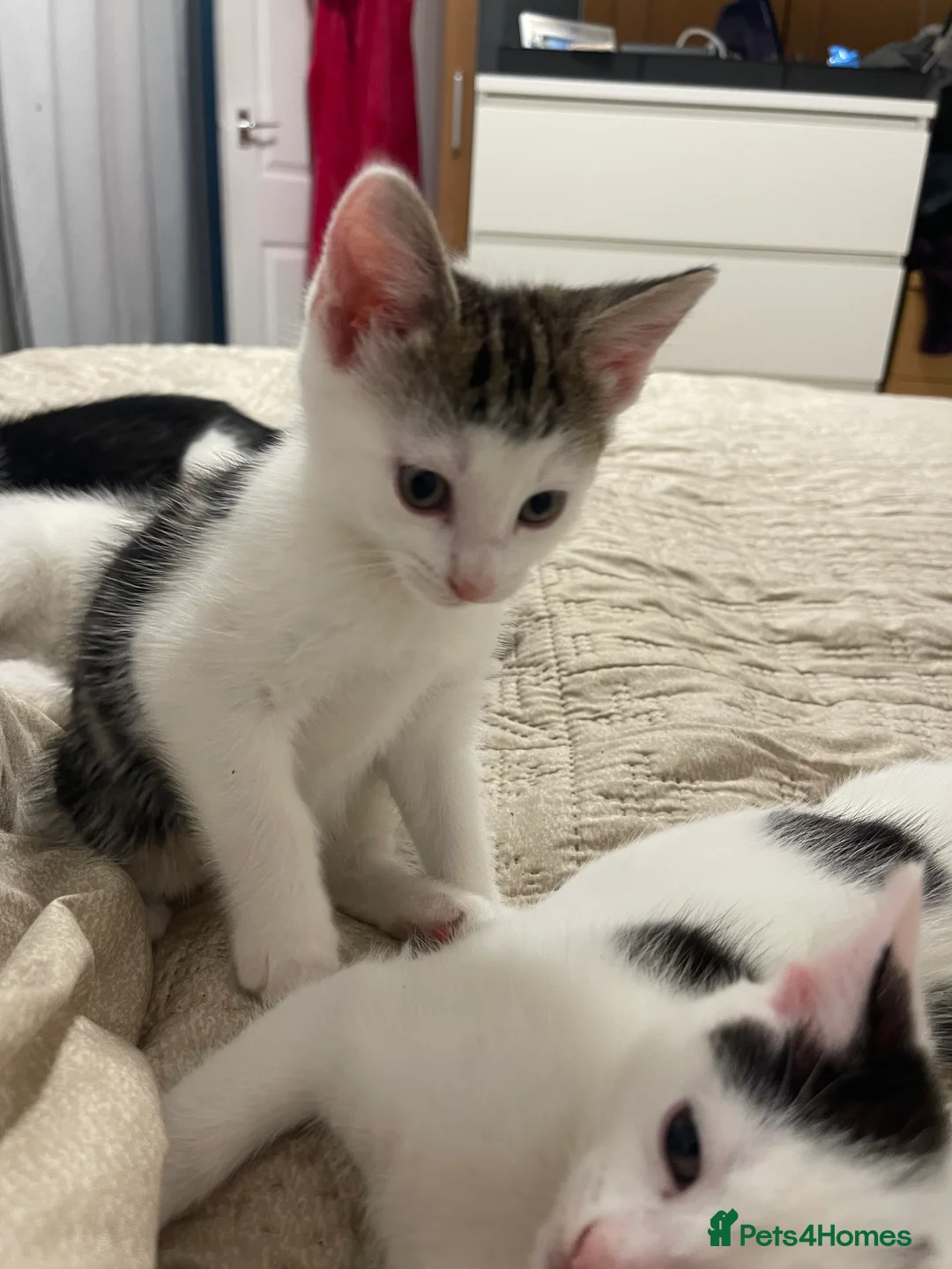 Mixed Breed cats for sale: 5 baby ready to be rehomed  - Advert 2
