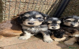 Cockapoo dogs for sale: F1 Gen Cockapoo Puppies - Image 2