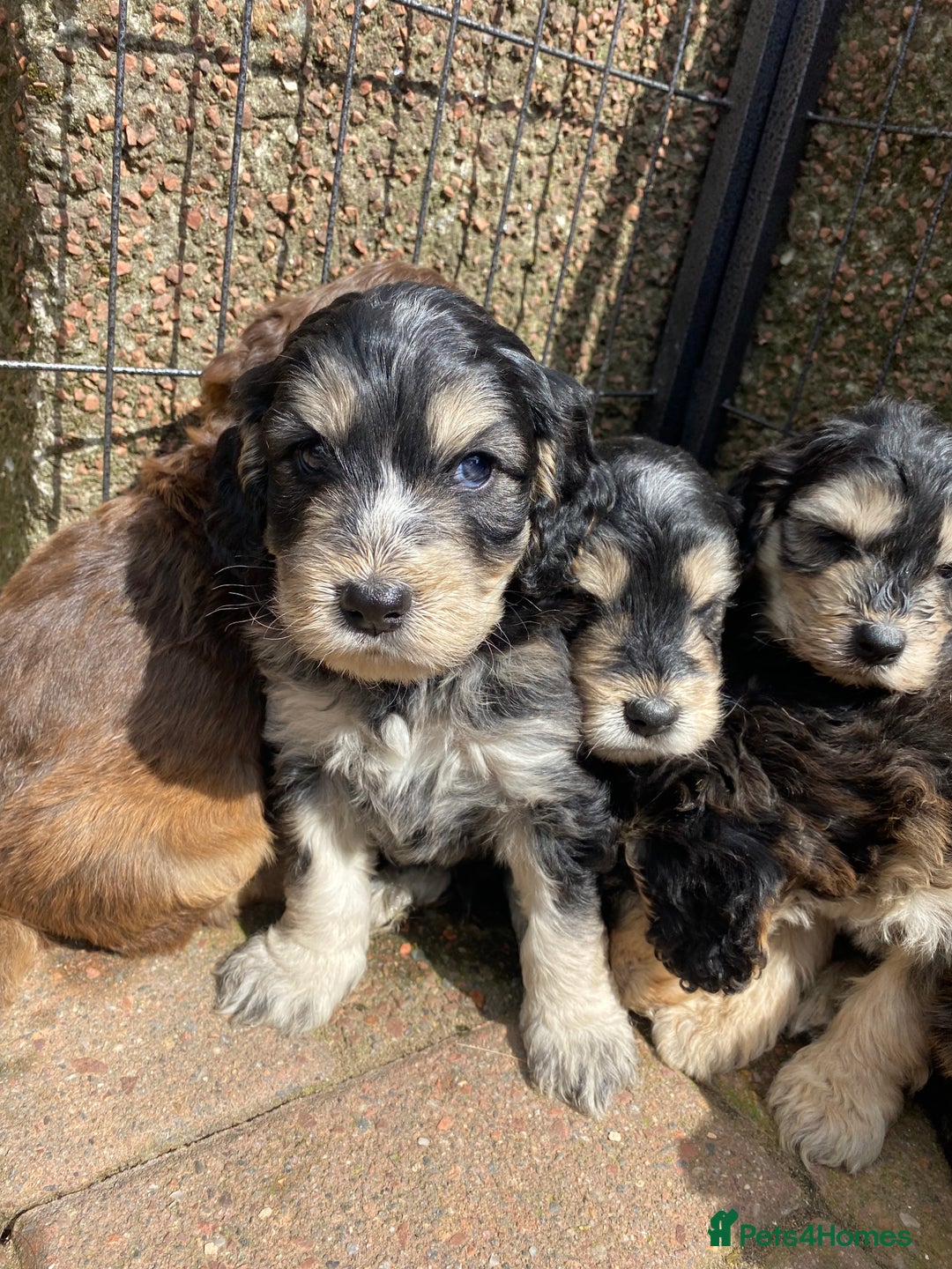 Cockapoo dogs for sale: F1 Gen Cockapoo Puppies - Image 2