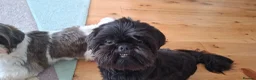 Shih Tzu dogs for sale: 5 beautiful KC reg shih Tzu puppies  - Advert 26