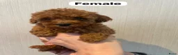 Shihpoo dogs for sale: beautiful shihpoo litter - Advert 2