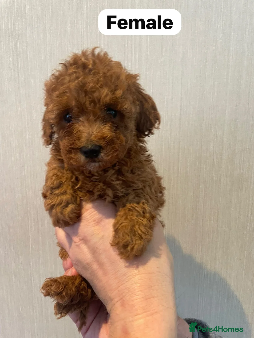 Shihpoo dogs for sale: beautiful shihpoo litter - Advert 2