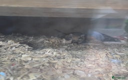 Gerbil rodents for sale: 2x male gerbils with tank  - Image 3
