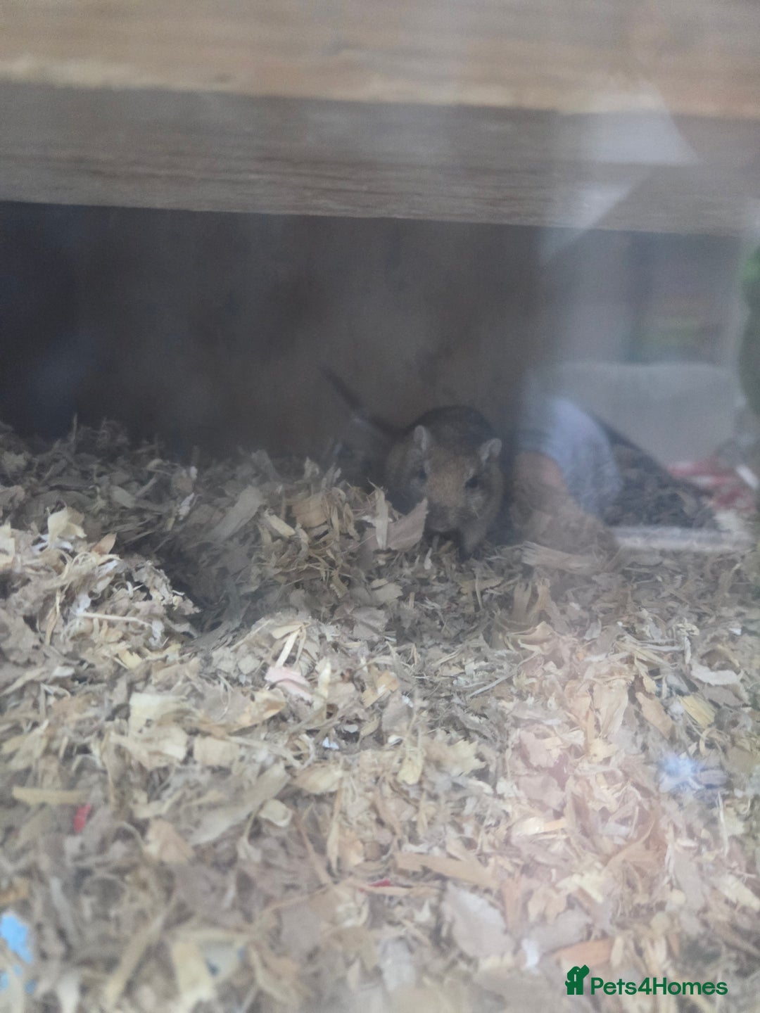 Gerbil rodents for sale: 2x male gerbils with tank  - Image 3